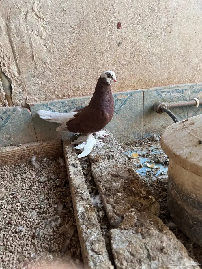 حمام صفاقي 7