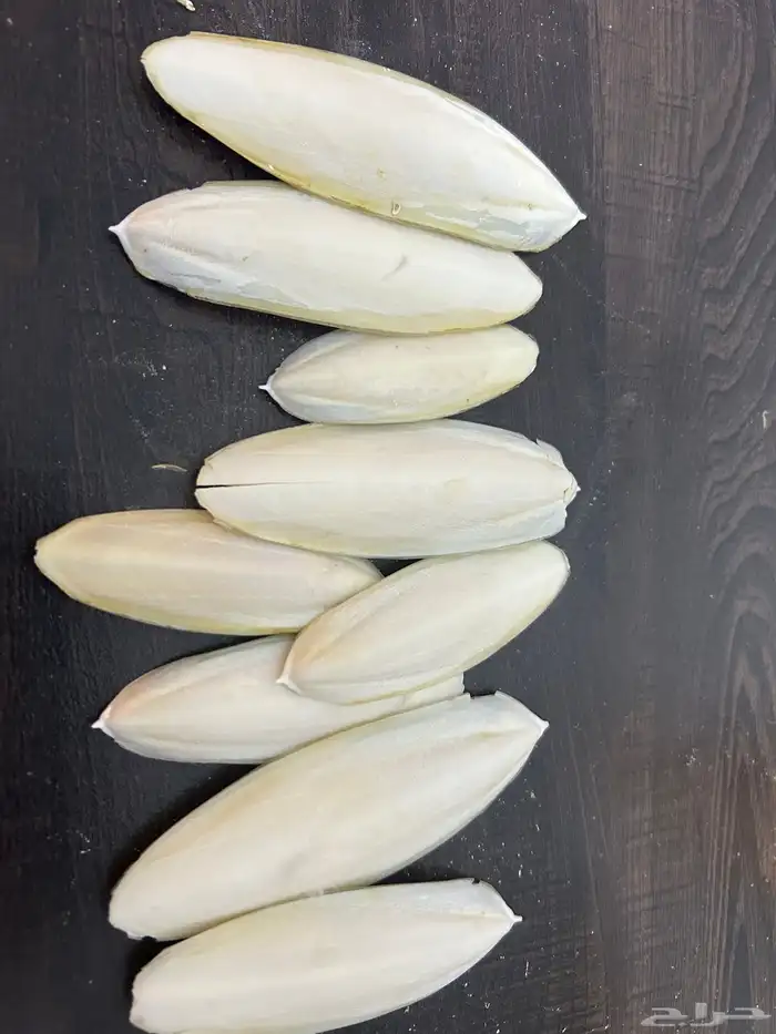 عظم حبار (سيبيا) 2