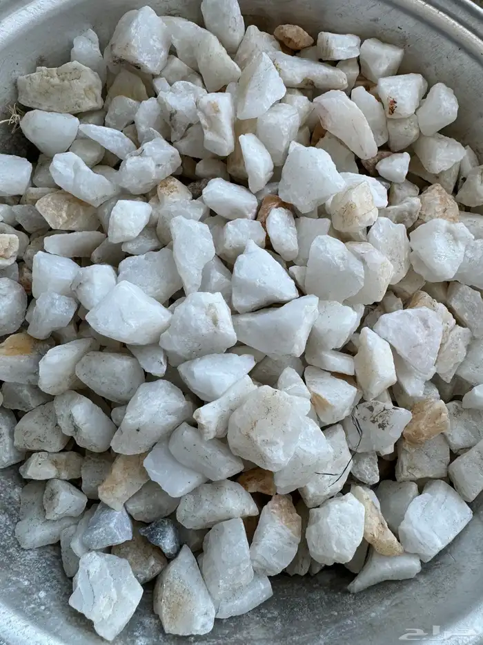 خرسان ابيض مرو 8