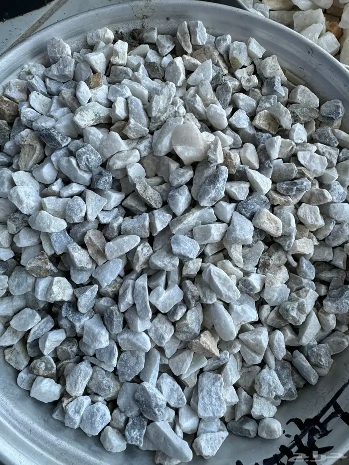 خرسان ابيض مرو 7