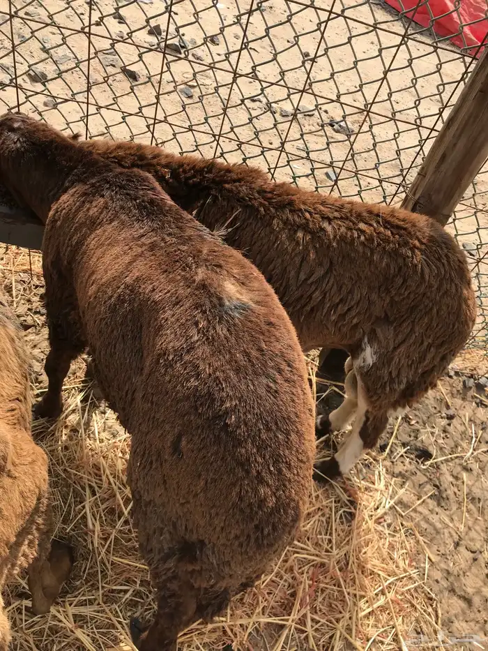 طليان اضاحي سواكني 0