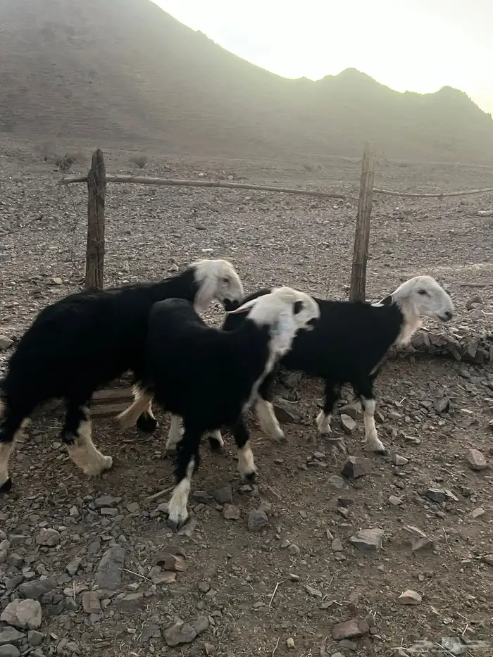 طليان نجد ضحايا 10