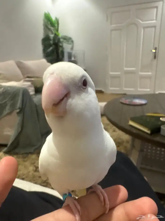 روز البينو 1