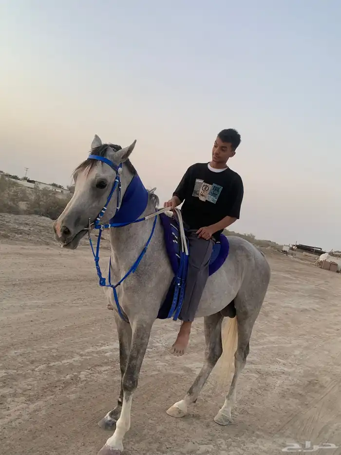 حصان شعبي شيخ 2