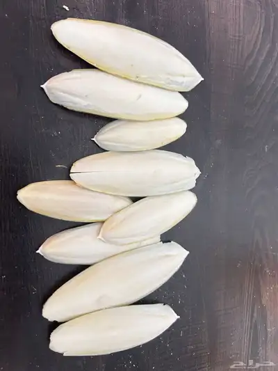 عظم حبار (سيبيا) 1