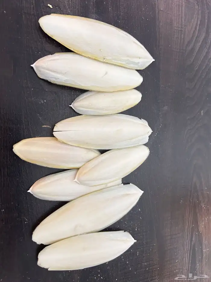 عظم حبار (سيبيا) 1