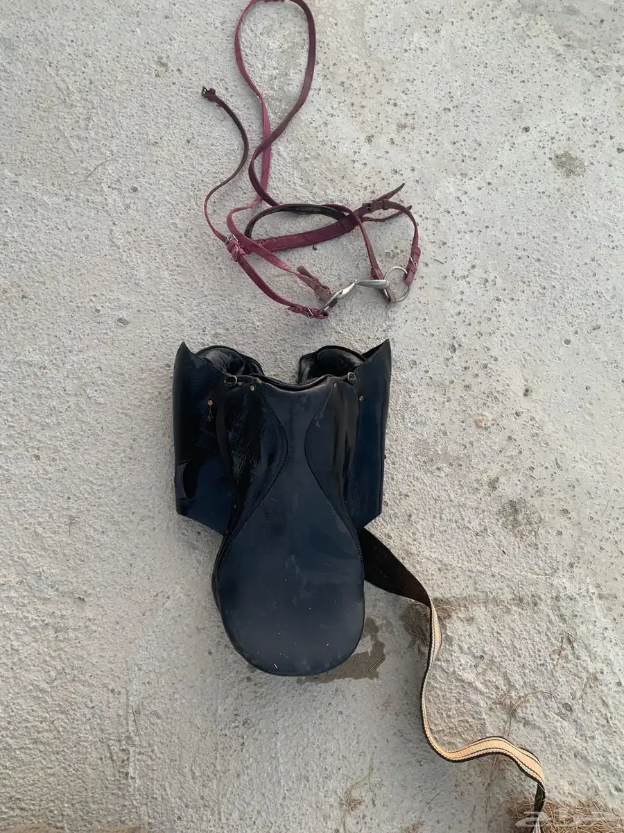 سراج خيل للبيع 0