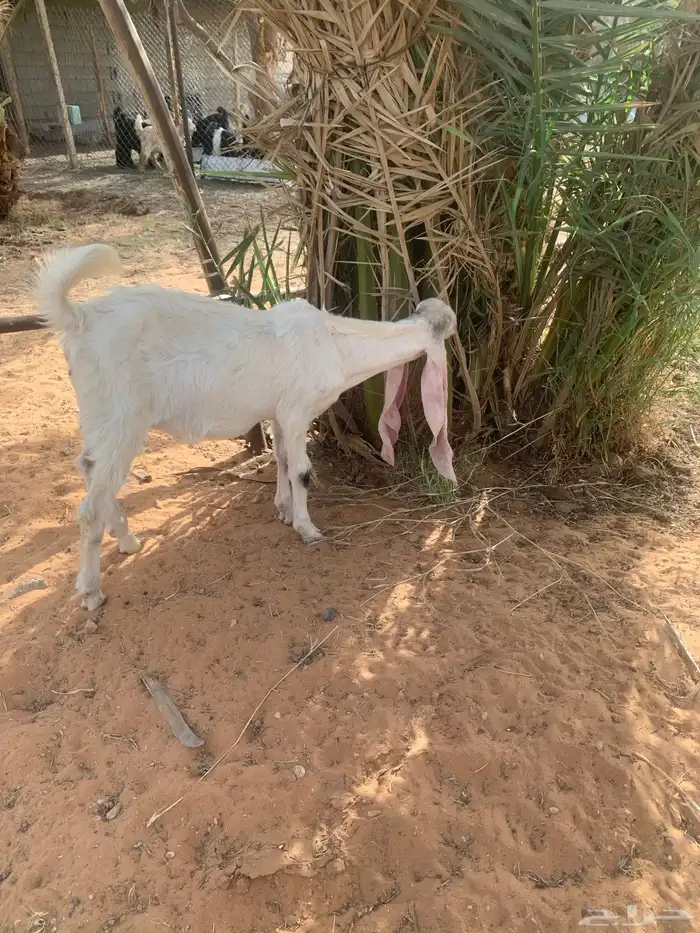 تيس هولندي صنف أجم 0