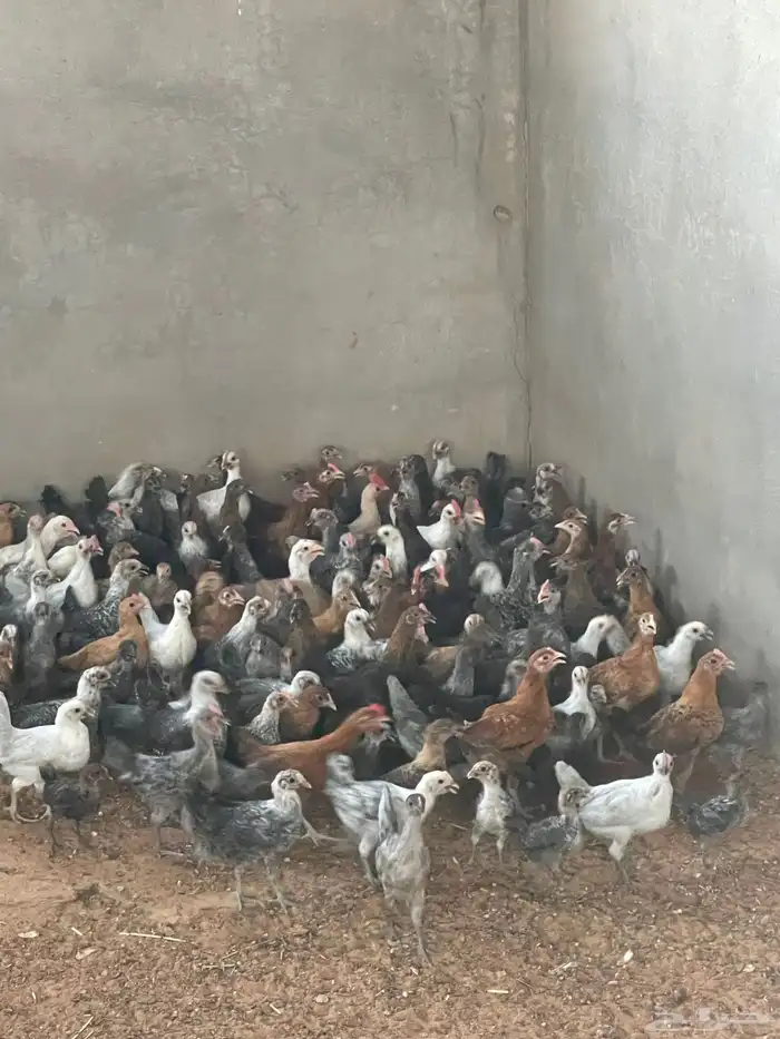 صيصان 2