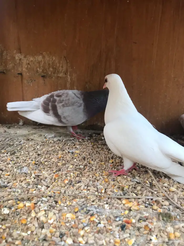 صنعاني اصيل شيبه 3