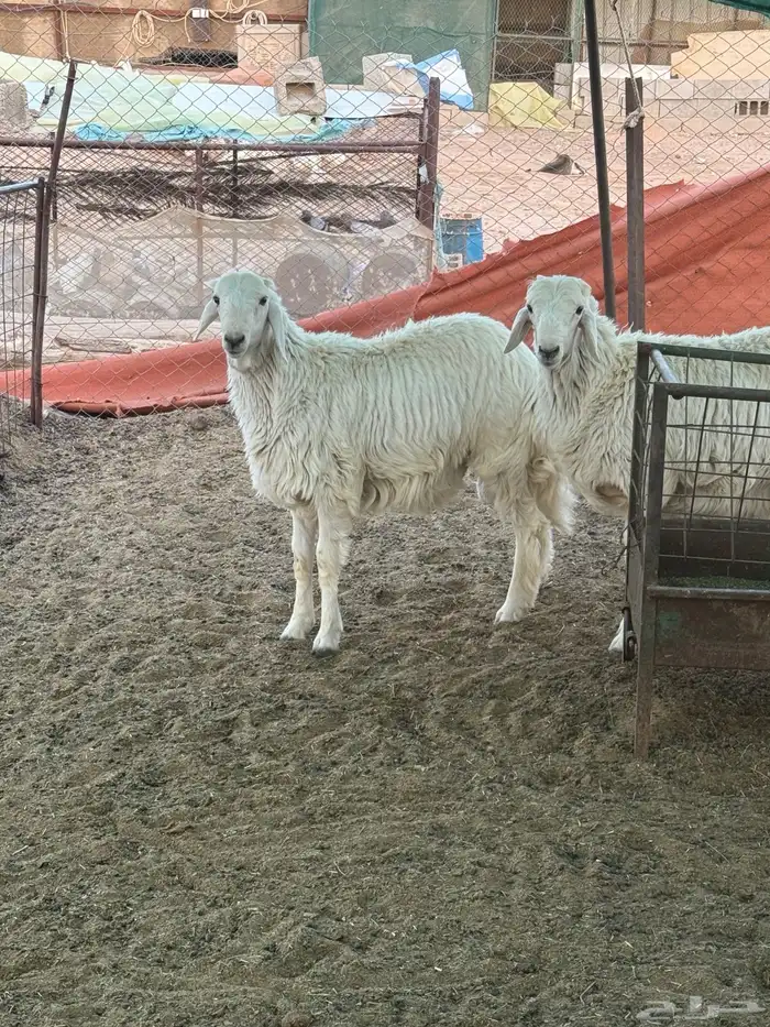 خروف أضحيه حري عمر سبع شهور مغلق شحم عدد 2خروف 3