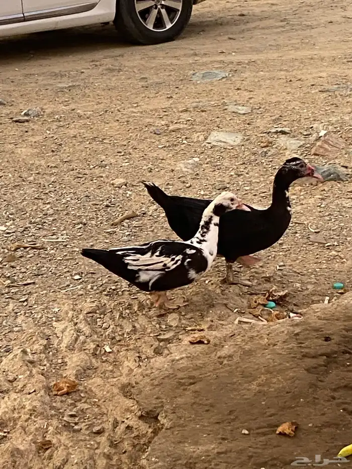 بط بلدي 3