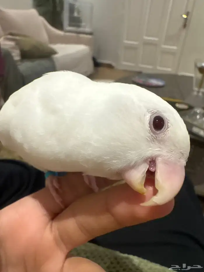 روز البينو 0