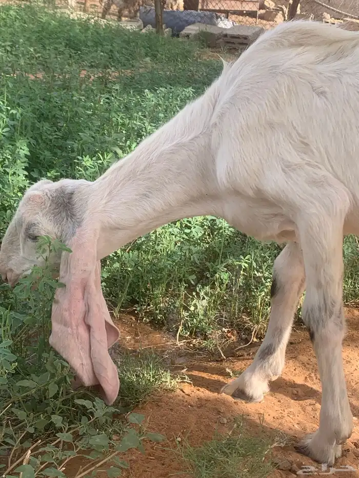 تيس هولندي صنف أجم 1