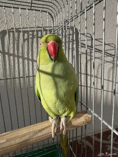 أنثى دره متكلمه 1