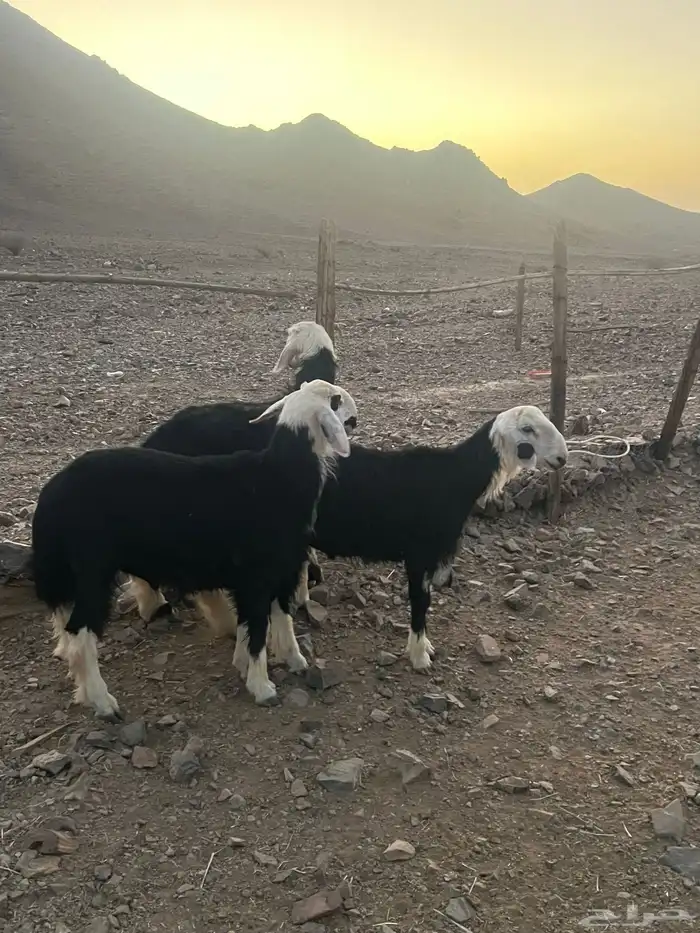 طليان نجد ضحايا 8