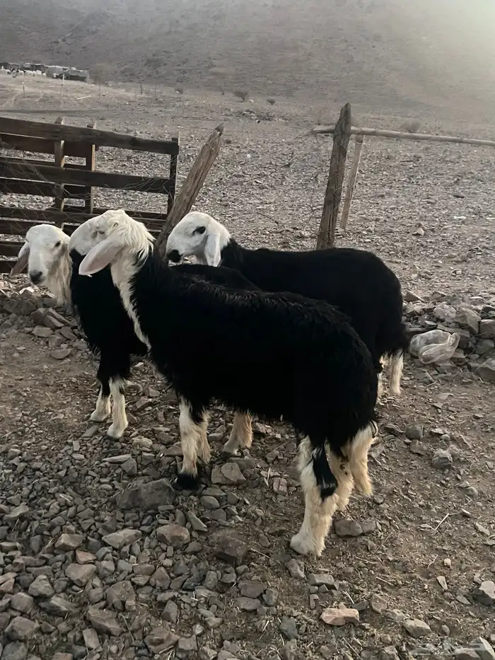 طليان نجد ضحايا 1