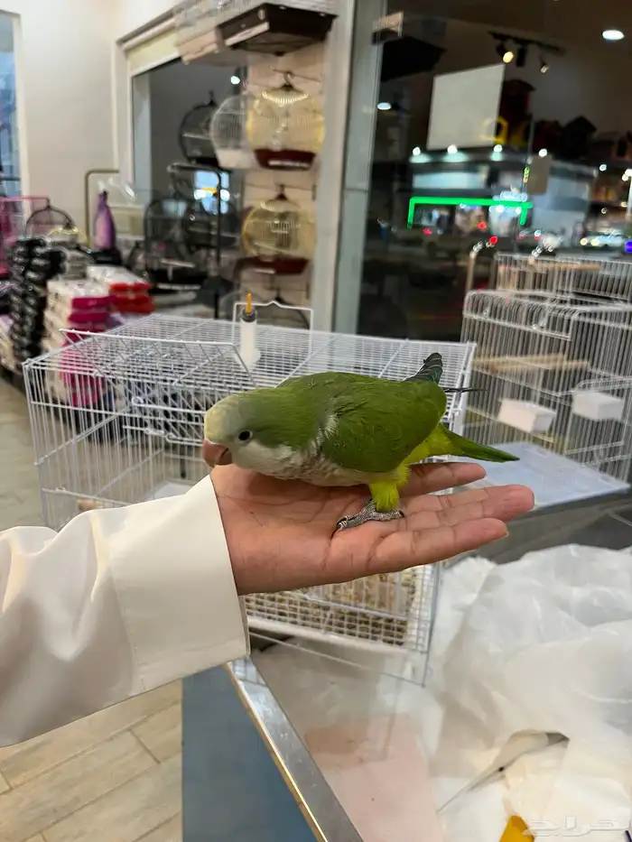 فرخ كويكر نهاية غر 0