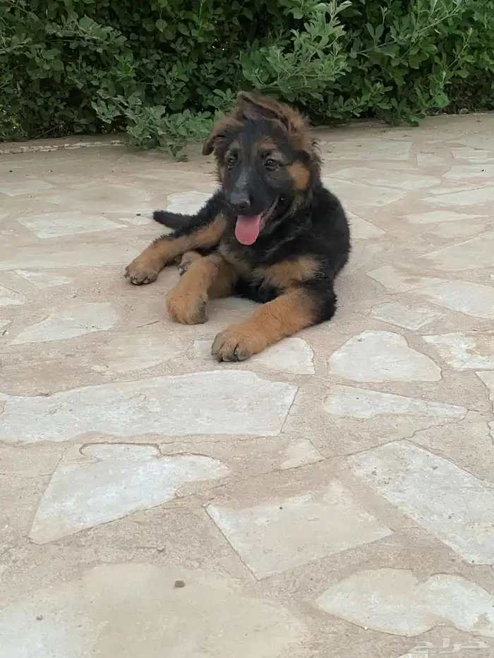 كلب جيرمن شيبرد تم البيع خارج الموقع 2