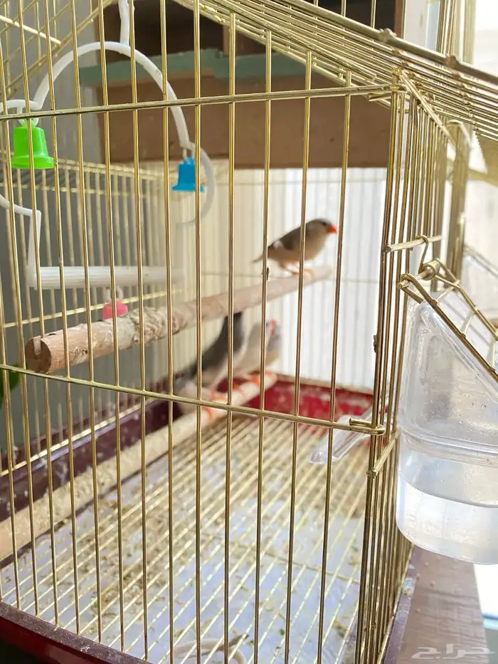 عصافير زيبرا خمس حبات 1