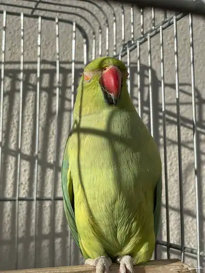 أنثى دره متكلمه 2