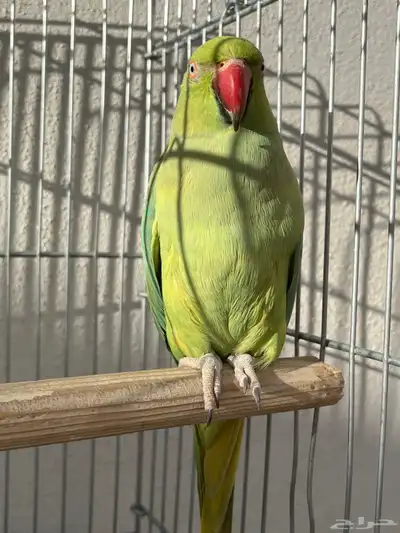 أنثى دره متكلمه 0