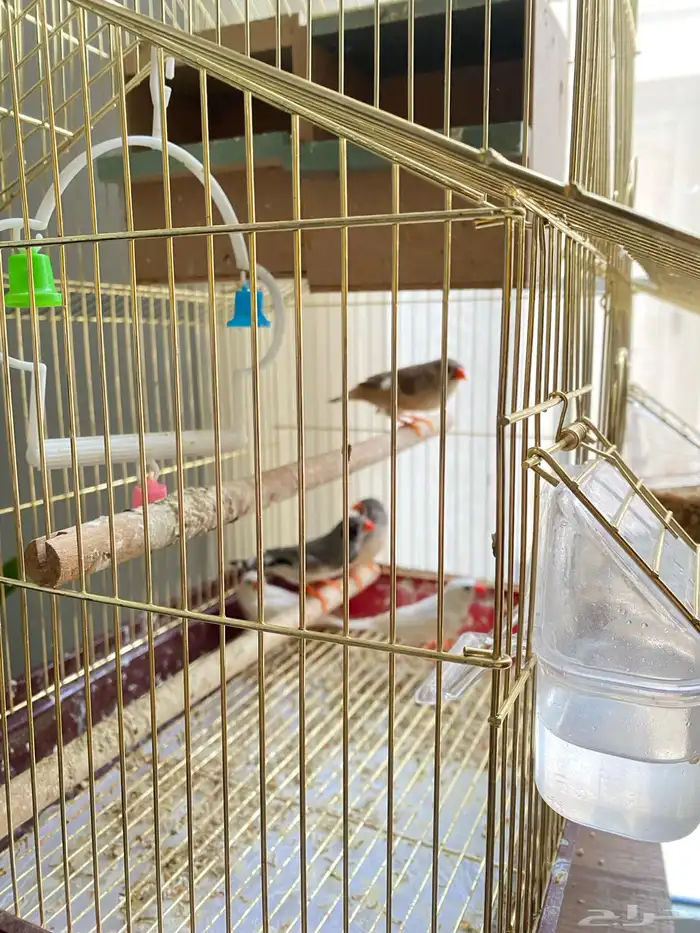 عصافير زيبرا خمس حبات 2