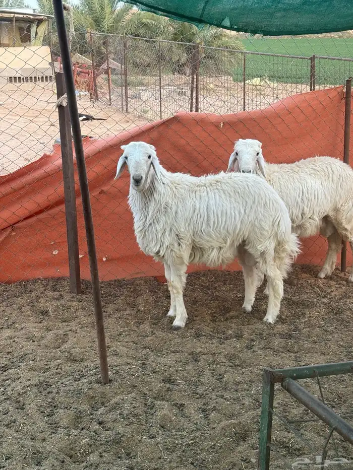 خروف أضحيه حري عمر سبع شهور مغلق شحم عدد 2خروف 0