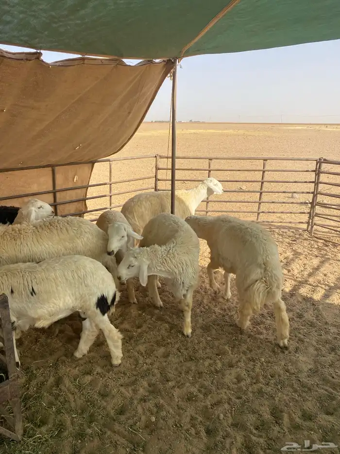 اضاحي حري 6