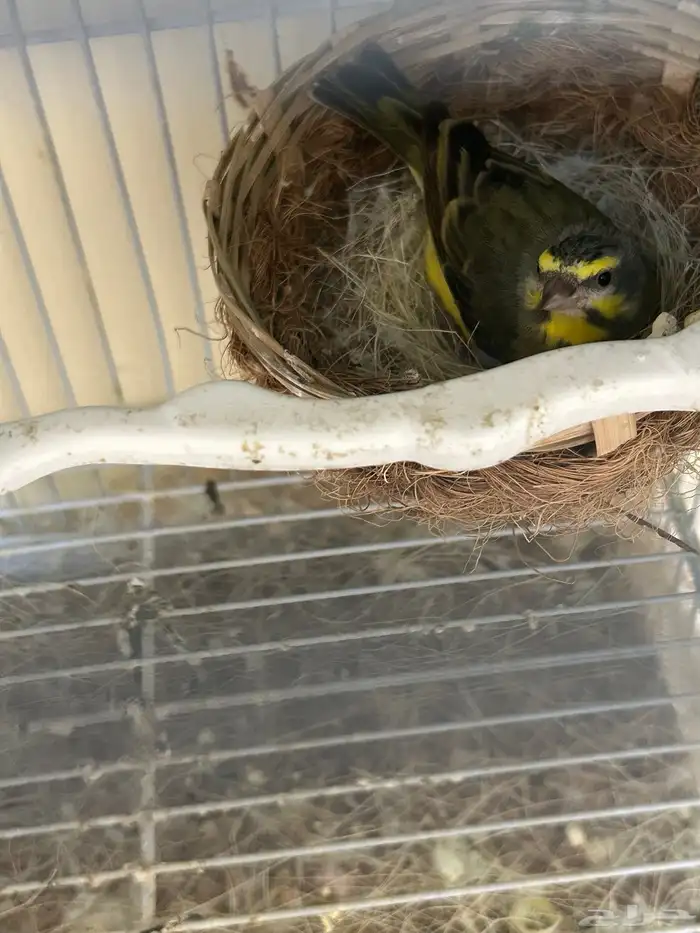 جوز ياسمين موزنبيقي جاهز 1