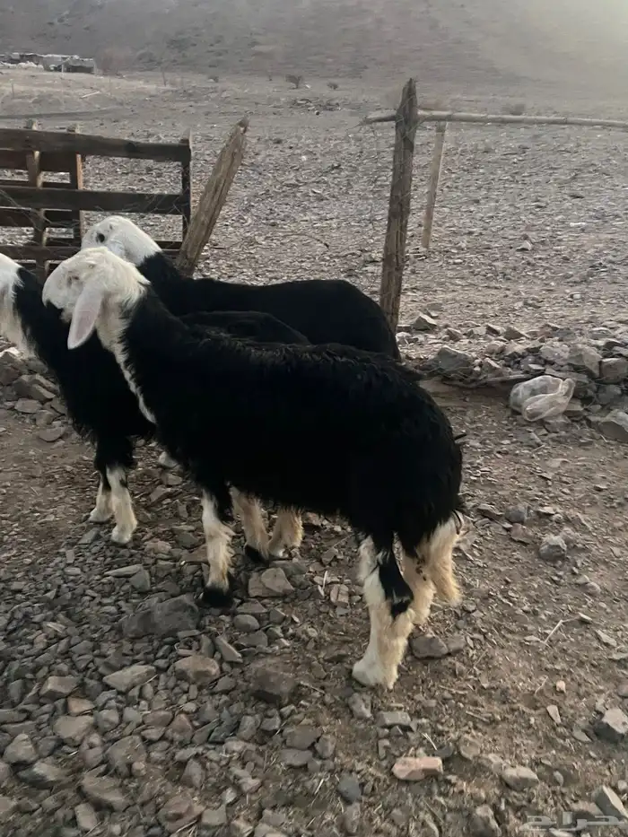 طليان نجد ضحايا 0