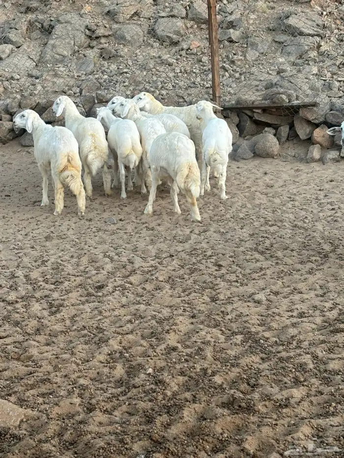 الشميسي طريق الخواجات 1