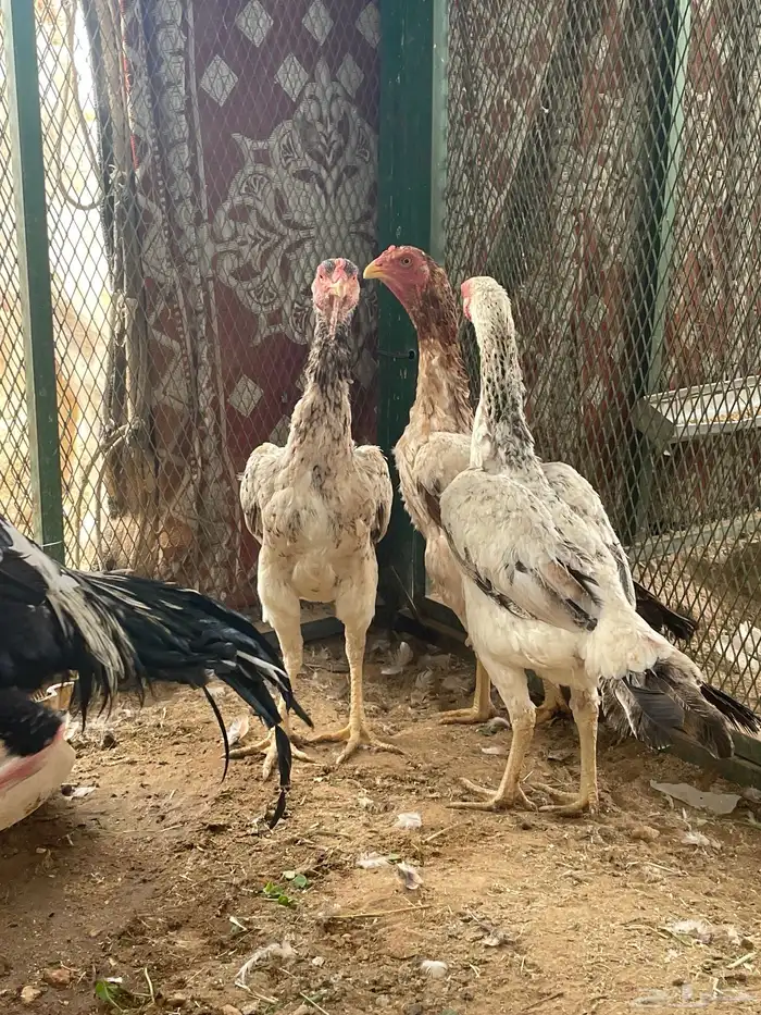 ديك شامو تم البيع تم البيع 4