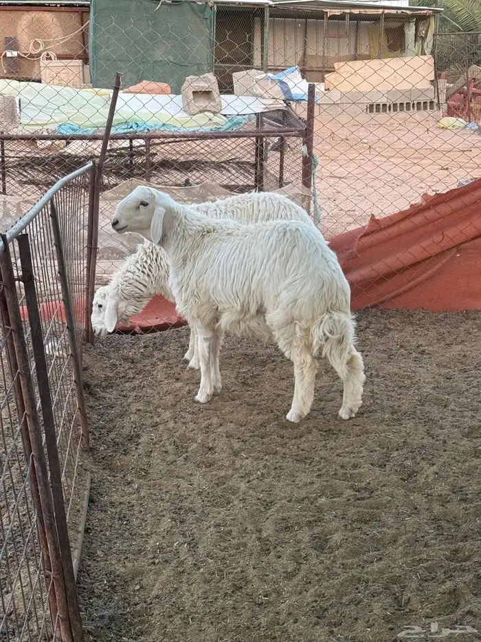 خروف أضحيه حري عمر سبع شهور مغلق شحم عدد 2خروف 1
