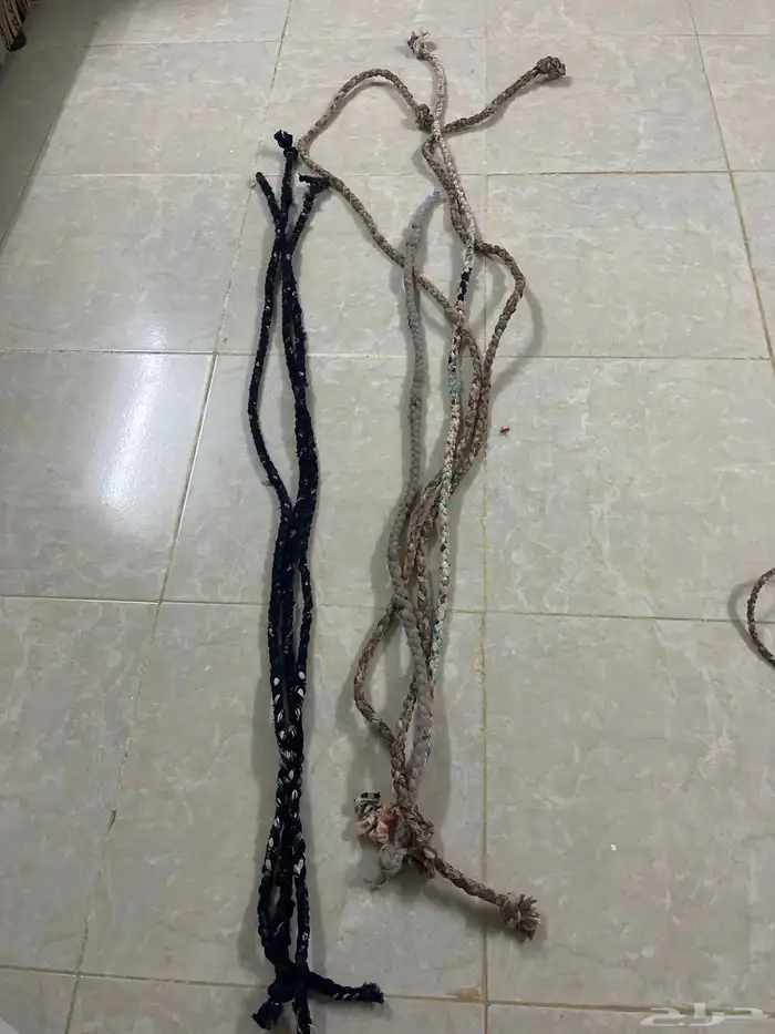 عقل ابل ممتازه 0