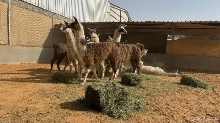 حيوان الاما مستورد 0