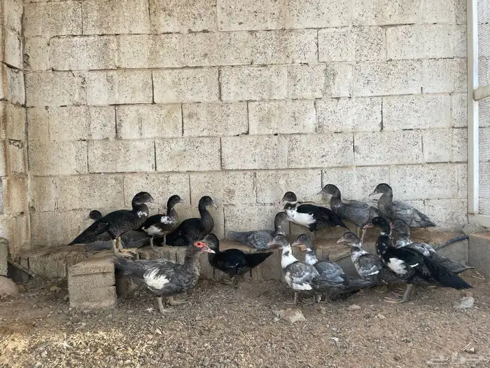 بط مصري ( بح ) مع عيالها 0