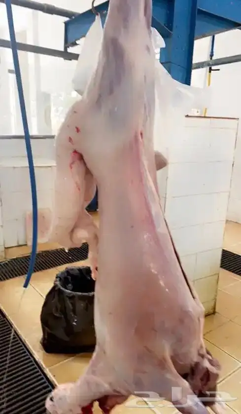 ذبايح النماص 2