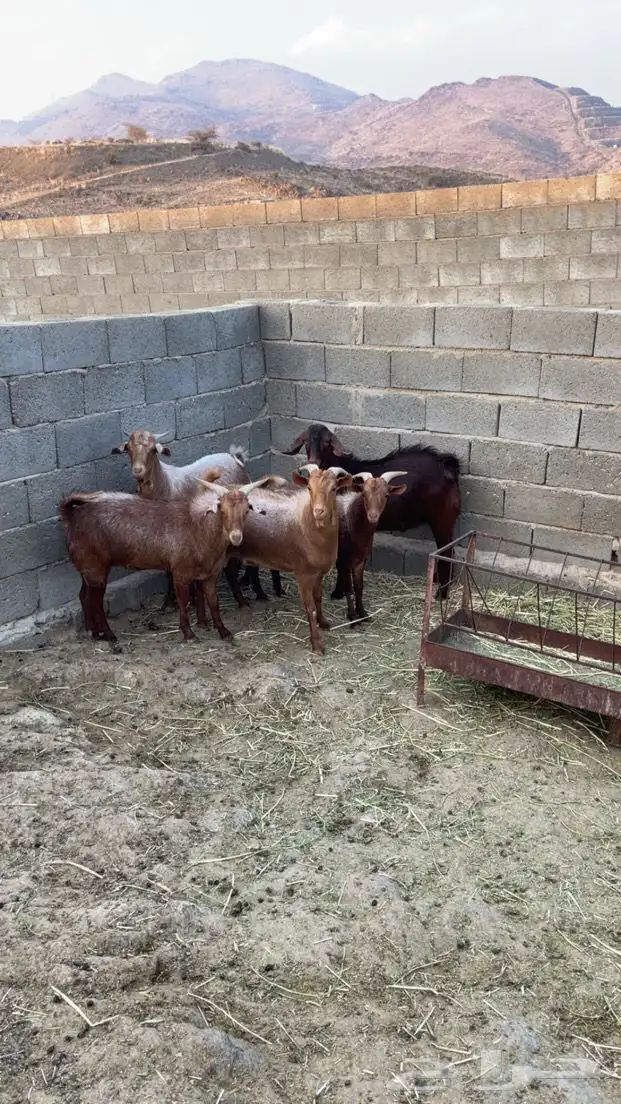 تيوس اعياد اضاحي ( تم البيع ). 1