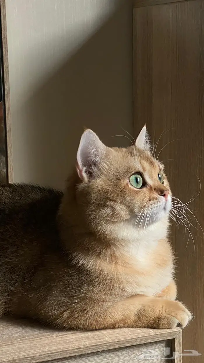 ذكور سكوتش فولد   ستريت 4