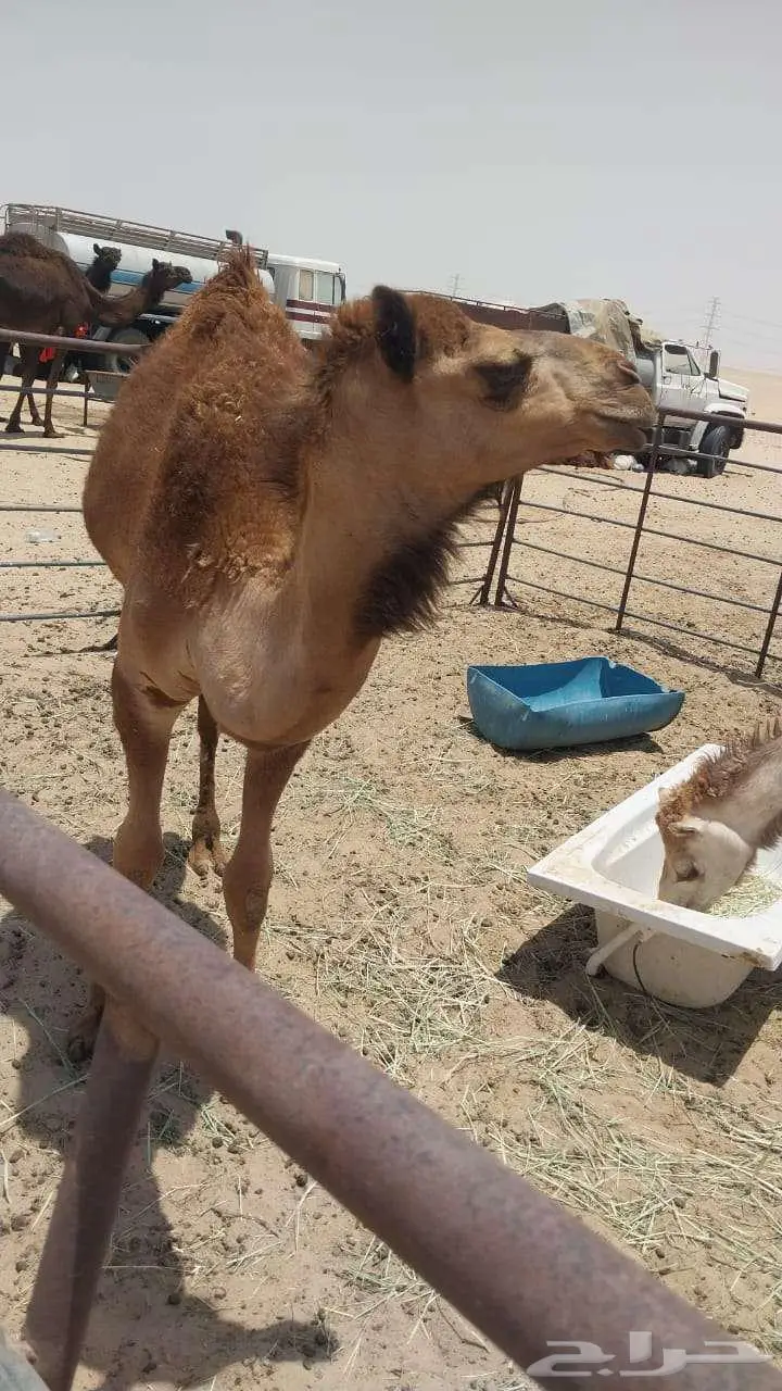 قعود مفرود مقفل شحم و لحم 6
