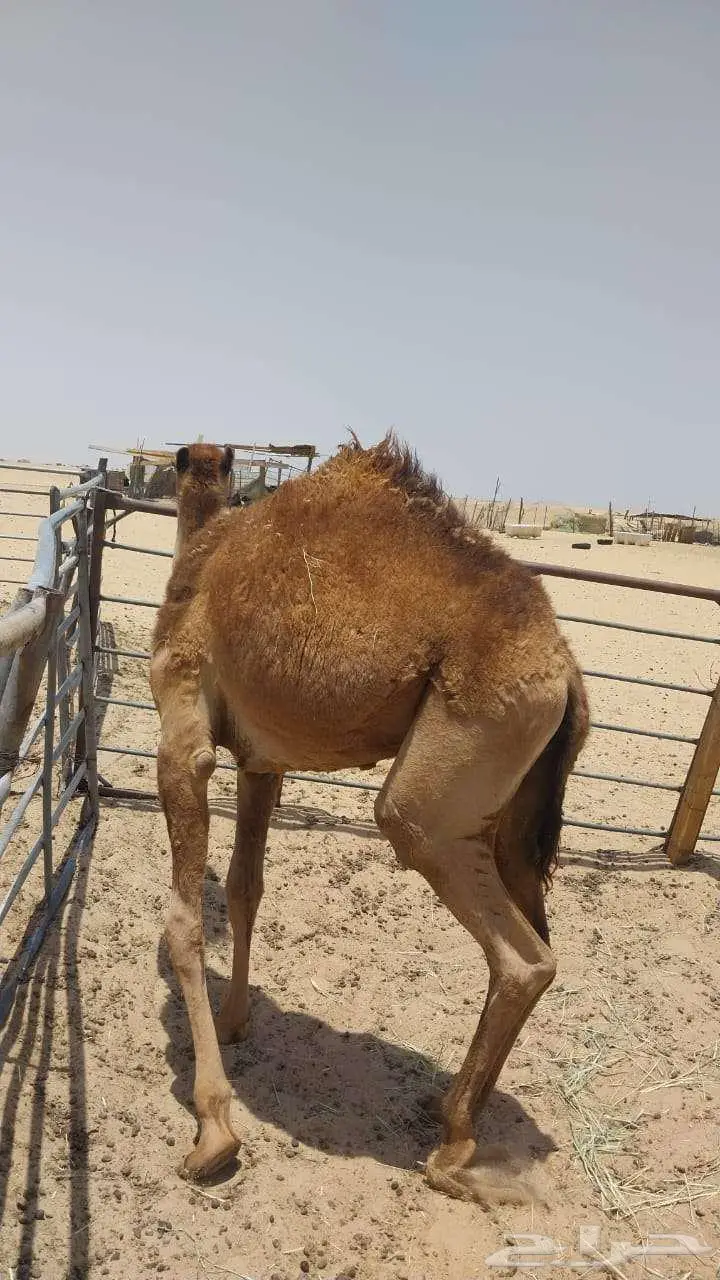 قعود مفرود مقفل شحم و لحم 3