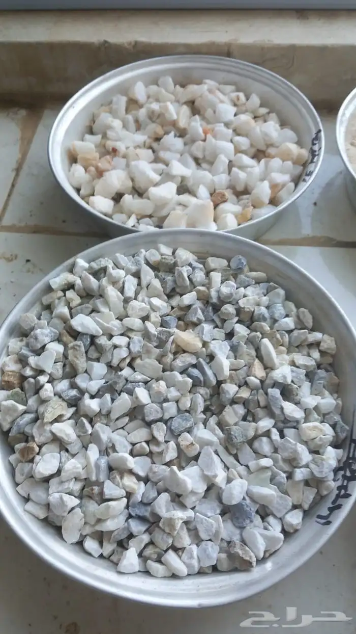 خرسان ابيض مرو 0