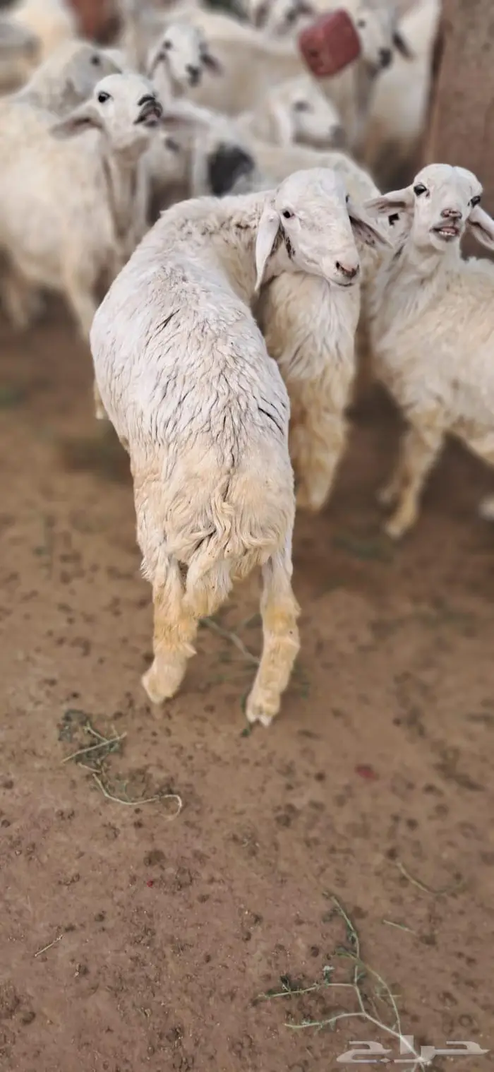 غنم مزرعة نظافة للبيع 6