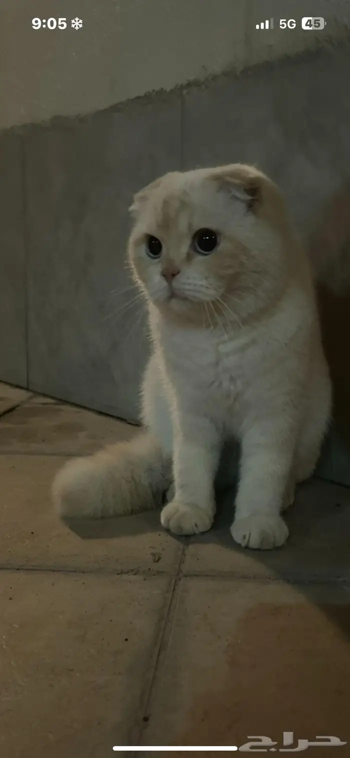 ذكور سكوتش فولد   ستريت 2