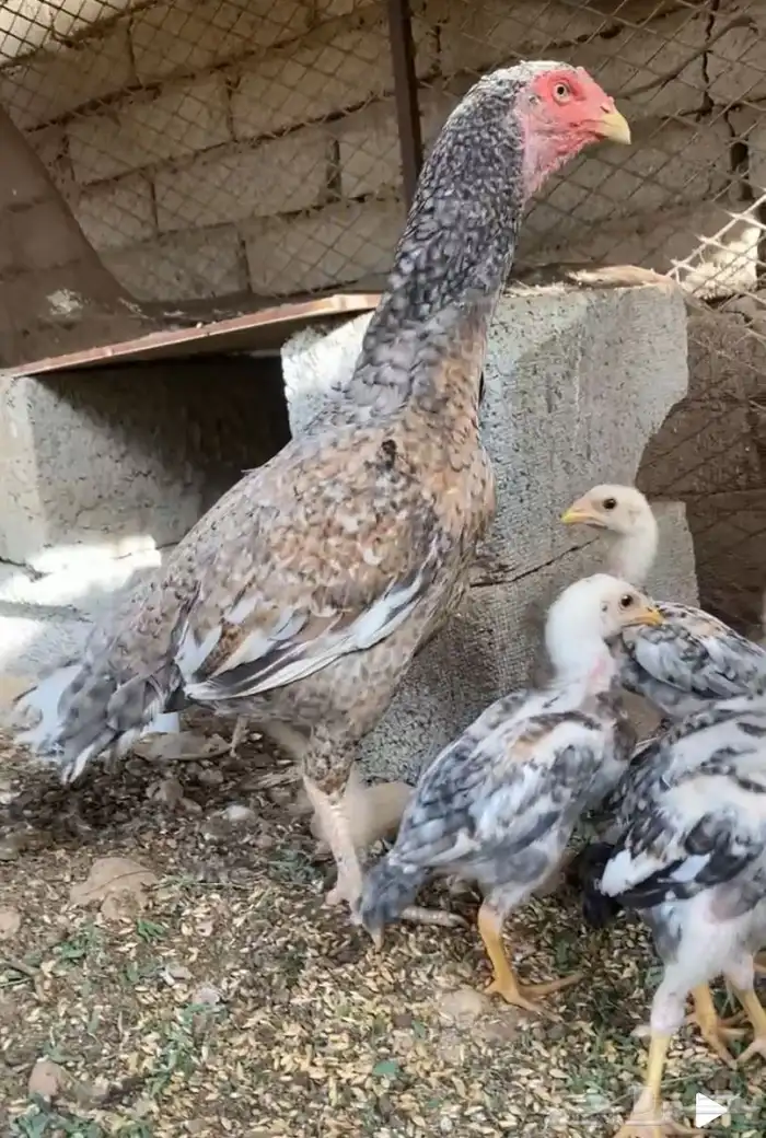 دجاجه سنديه 0