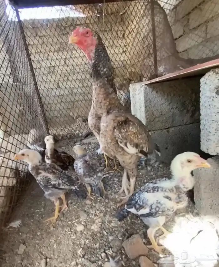 دجاجه سنديه 2