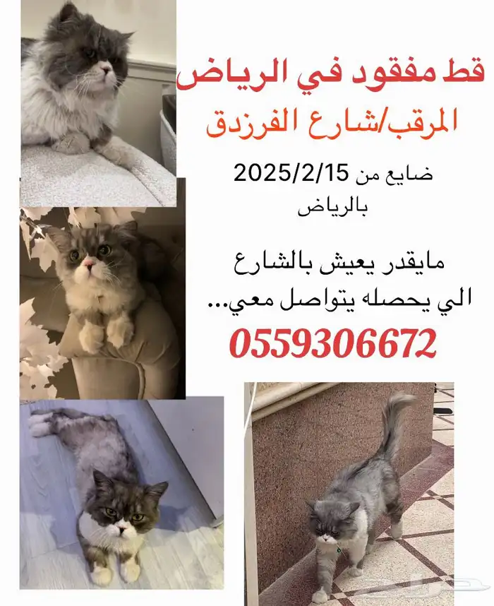 قط ذكر مفقود في المرقب شارع الفرزدق 3