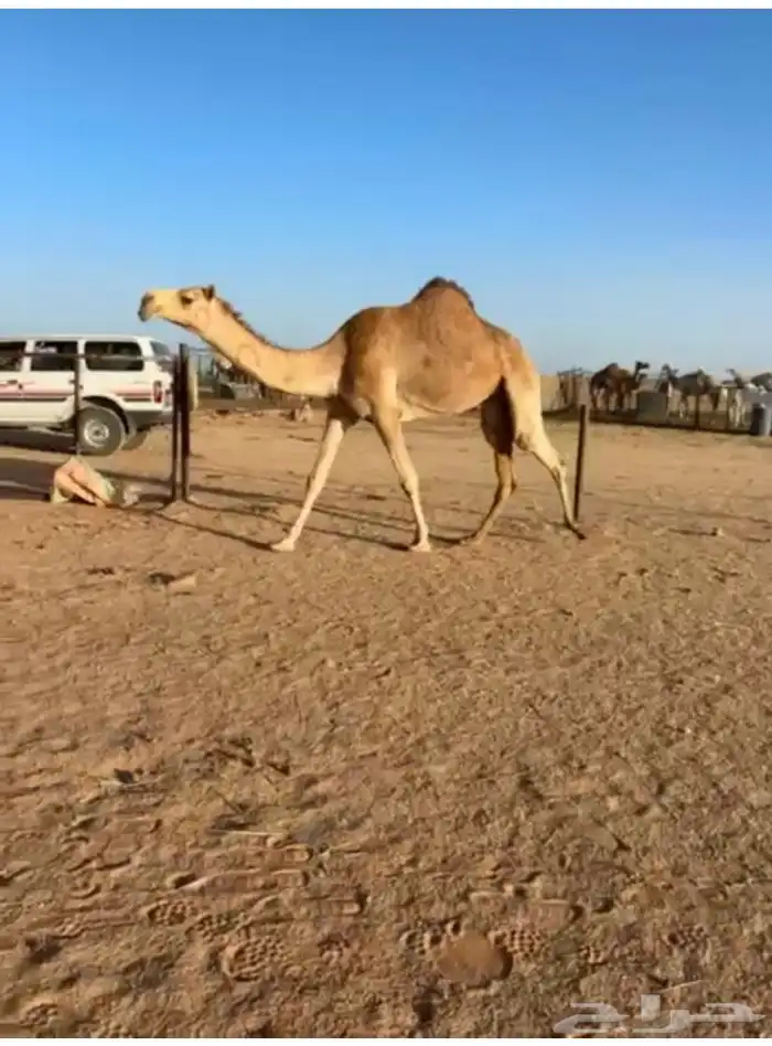 ناقه حايل ضحيه 0