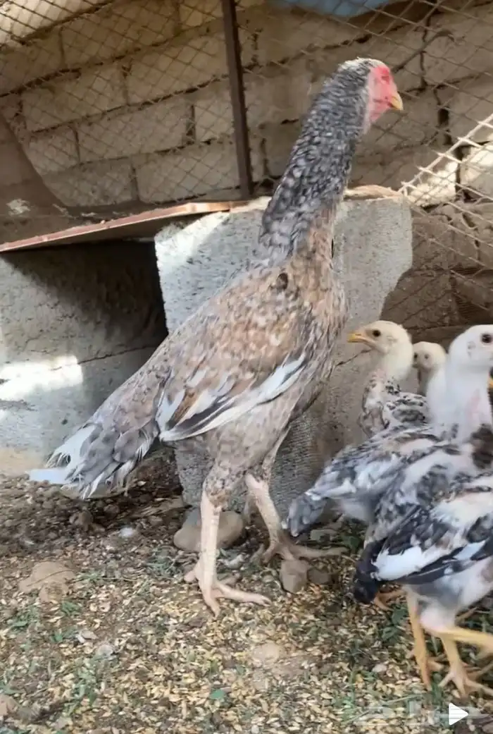 دجاجه سنديه 1